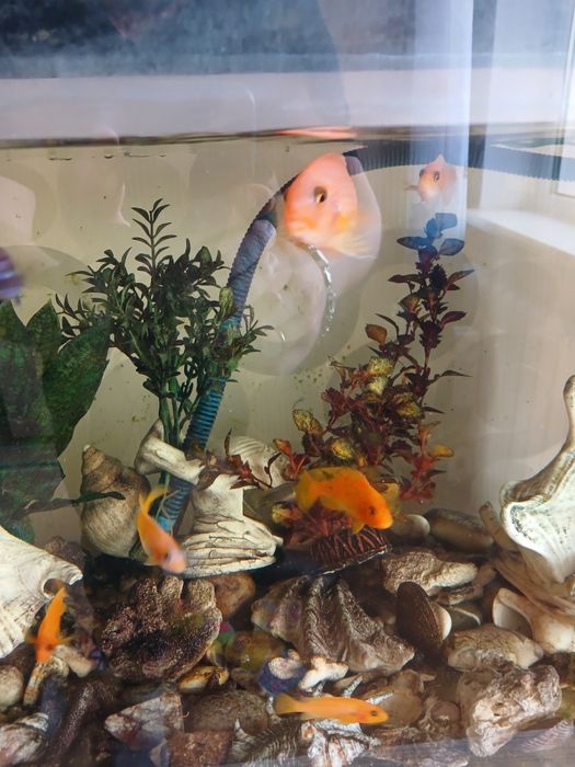 Продам цихлид 4-6 см