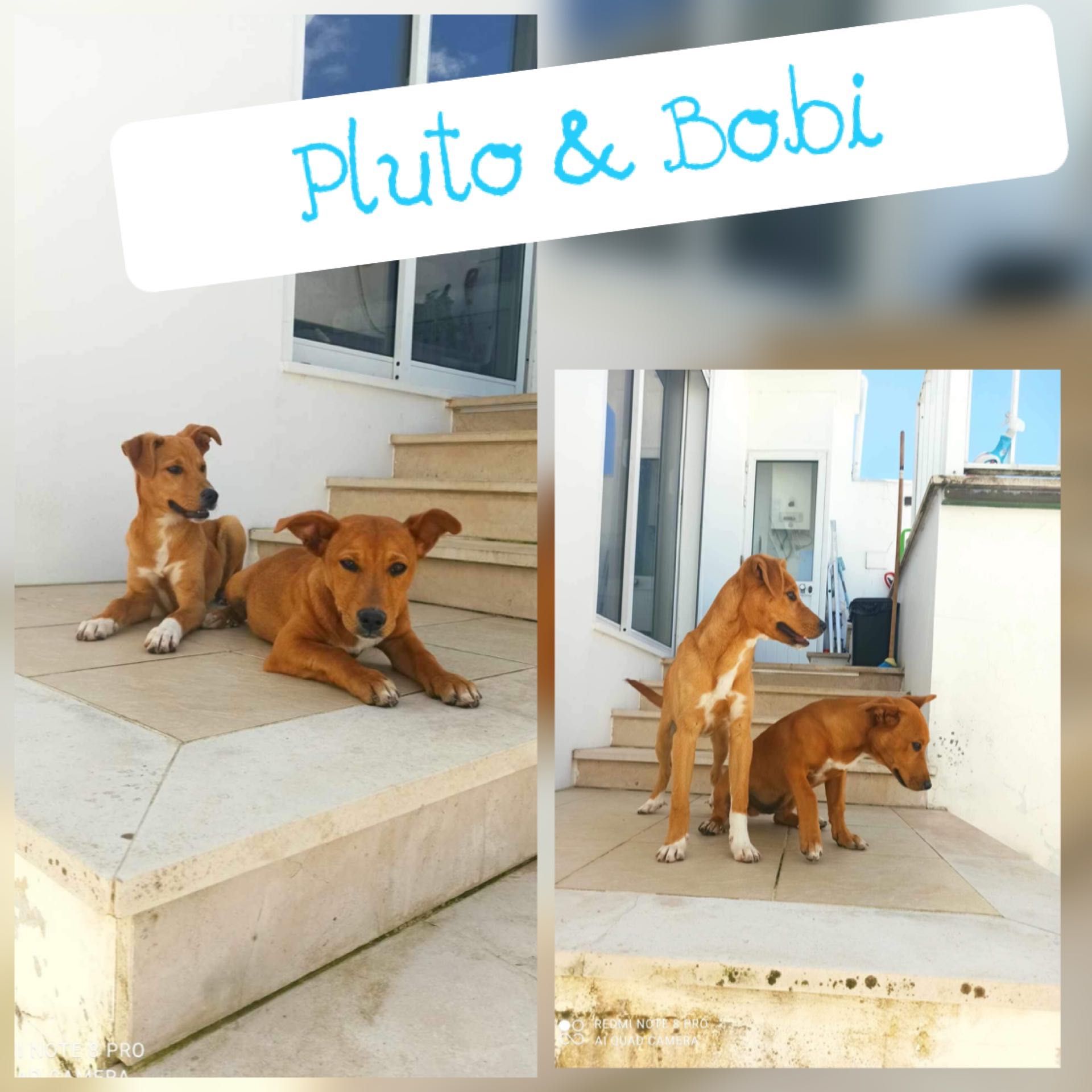 Cachorrinhos 5 meses muito meigos e educados