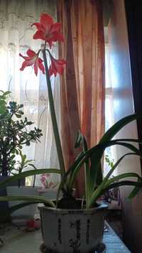 комнатный цветок Амариллис (гиппеаструм красный)