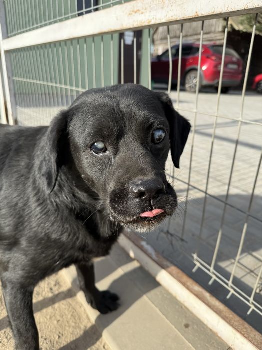Niewidomy labrador Ramzes szuka domu