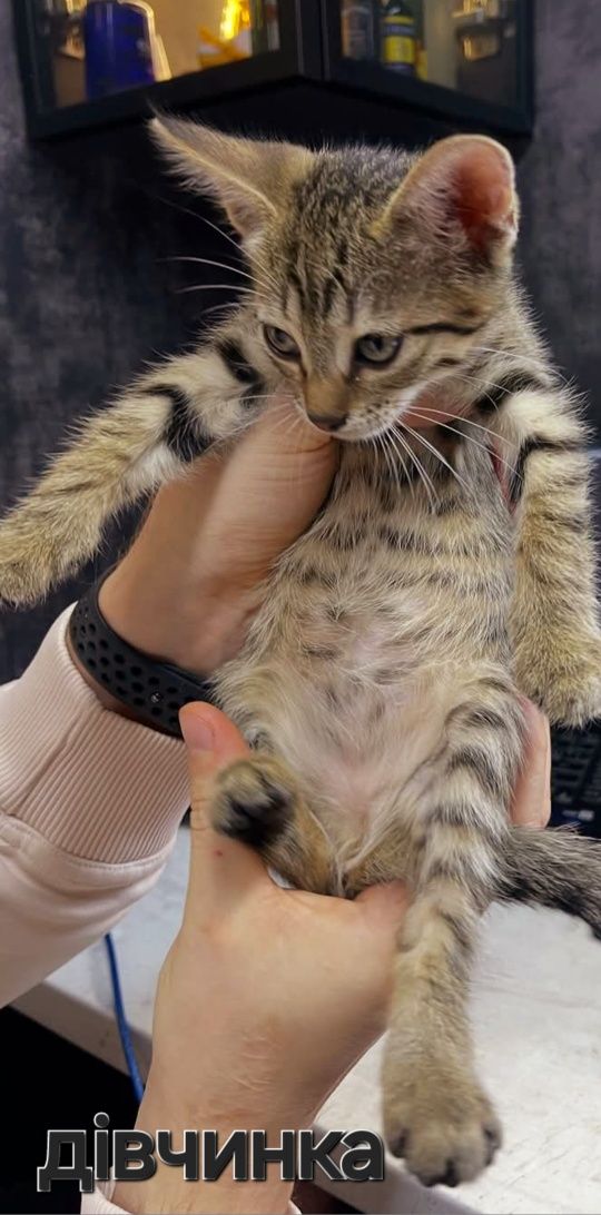 Котятки в добрые и любящие ручки