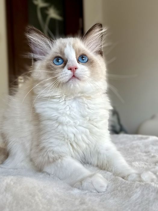 RAGDOLL kocurek seal bicolour FPL/Fife