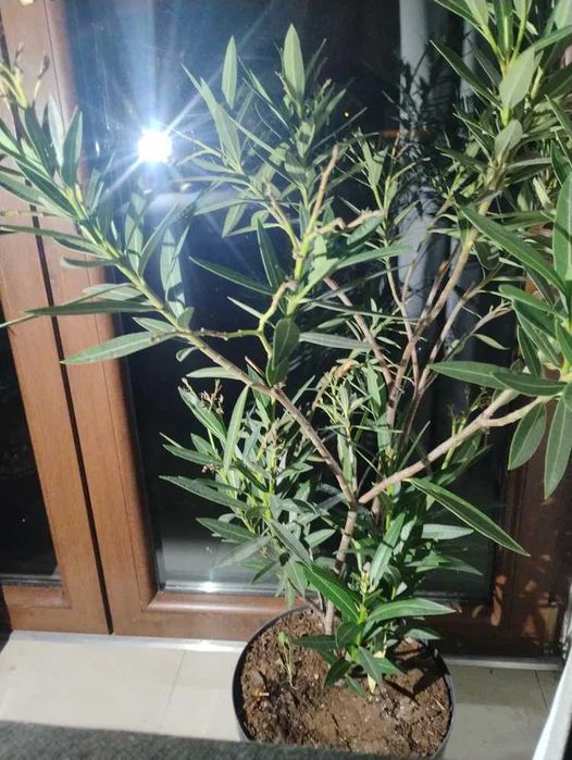 Oleander łososiowy kolor, duży, kwitnie obficie