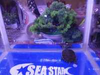 akwarium 18l z maleńkim żółwikiem