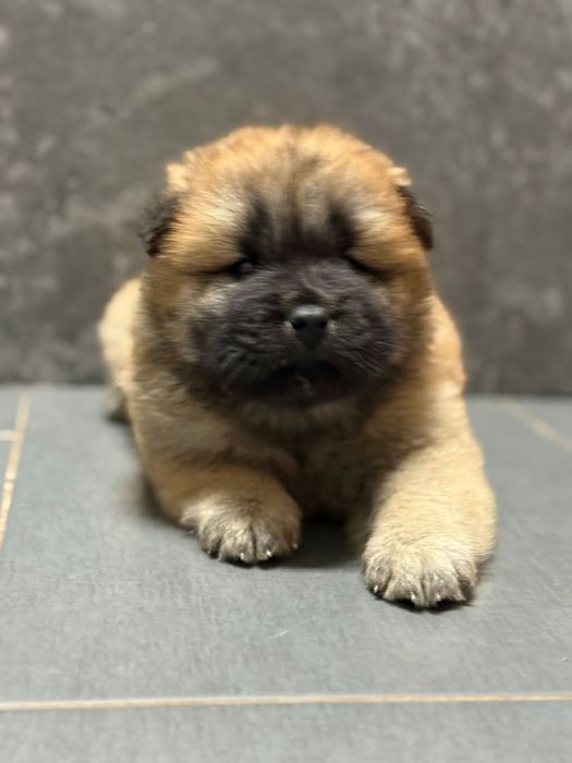 Chow chow Femea soberba qualidade