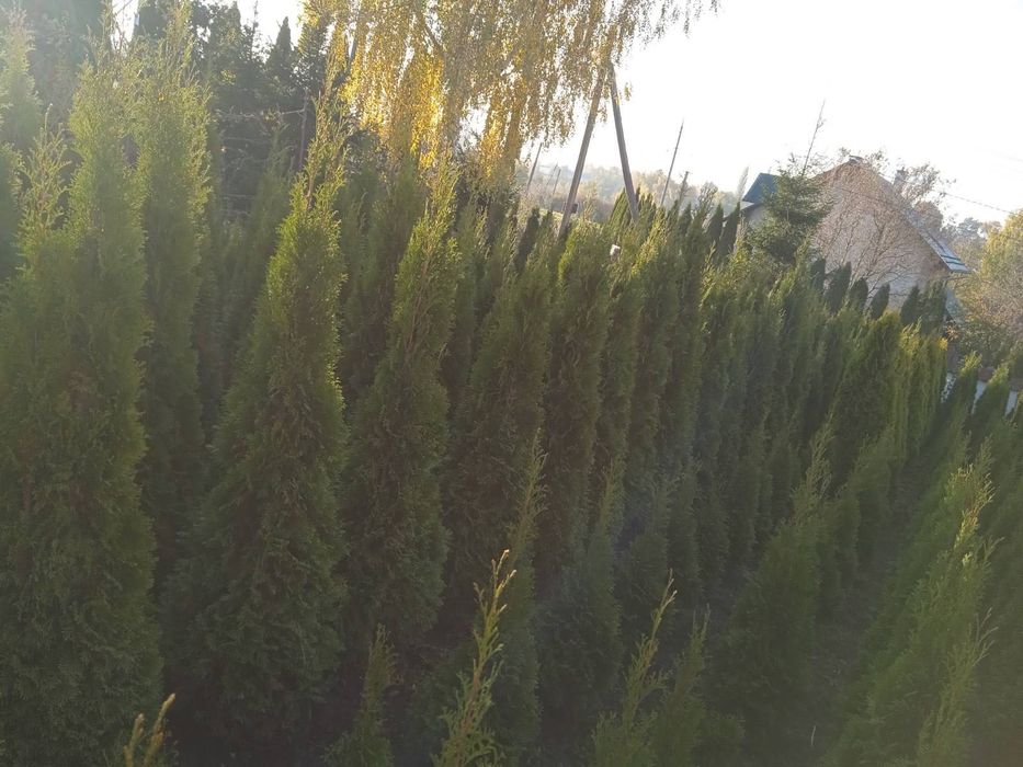 Продам туї смарагд 1.7-2.5м