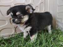 Chihuahua długowłosy czarny piesek
