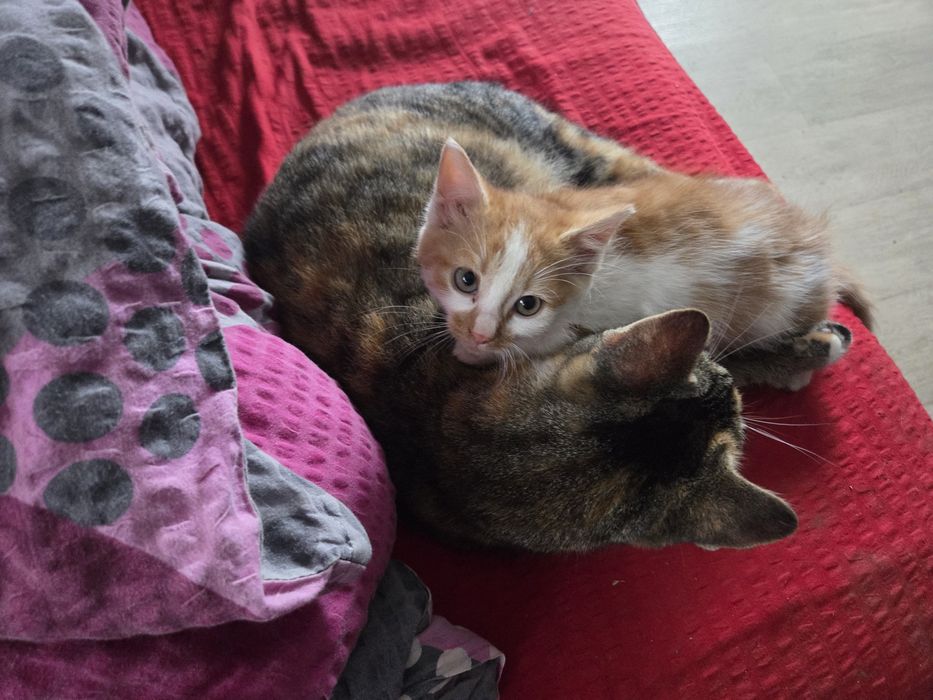 Kotki i kocurki do oddania