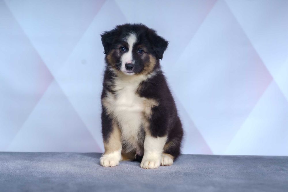 Owczarek australijski typ amerykanski