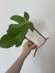 Philodendron squamiferum sadzonka pędowa