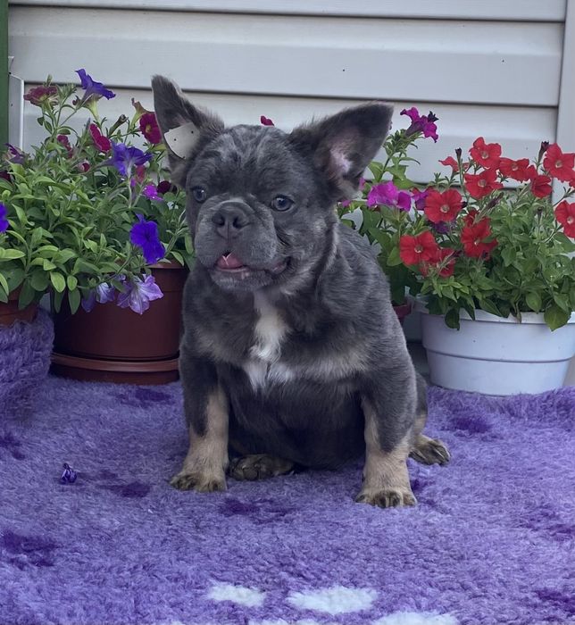 Мальчик флаффи 10 месяцев