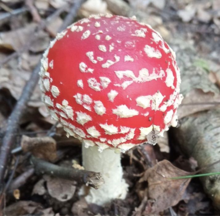 Amanita muscaria muchomor czerwony swiezy