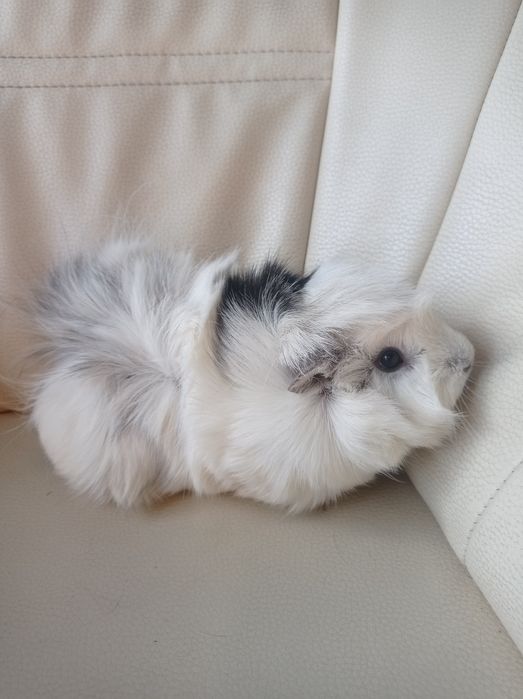 Świnka morska. Cawia domowa.