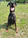Marley do adopcji