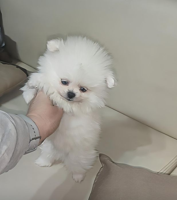 Spitz Alemão macho anão