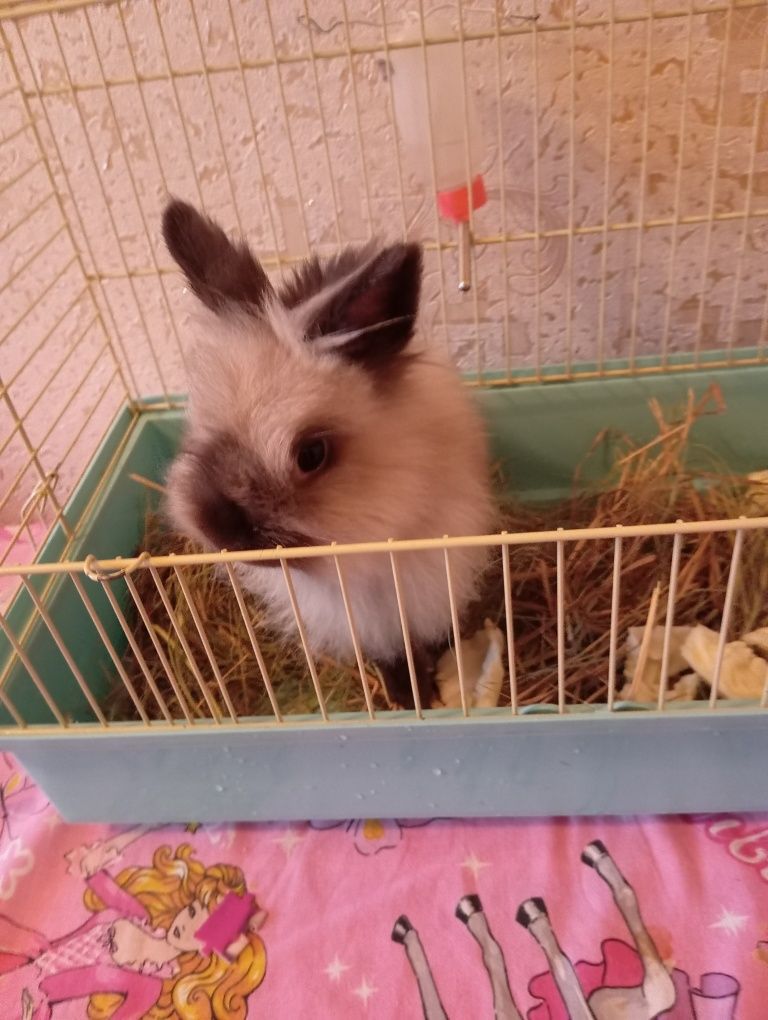 Кролик с клеткой
