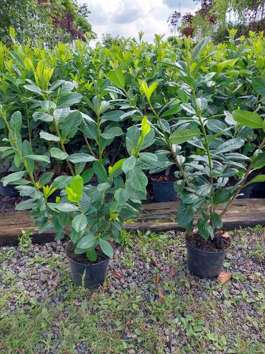 Laurowisnia nowita 60- 120cm hurt/detal