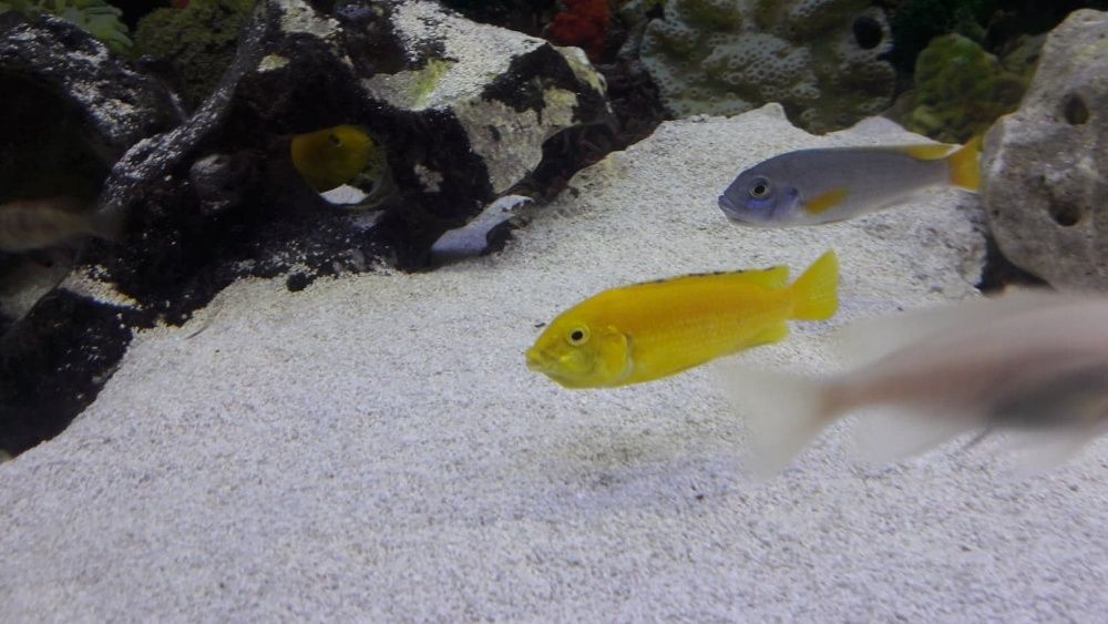 sprzedam rybki pyszczaki yellow (Labidochromis caeruleus)