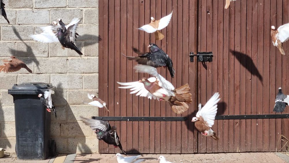 Gołębie bejfry siodłate wywrotki