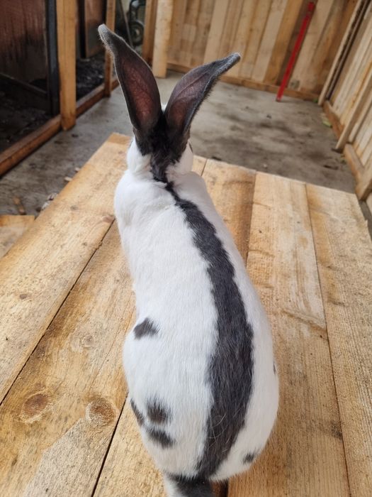 Німецький строкач