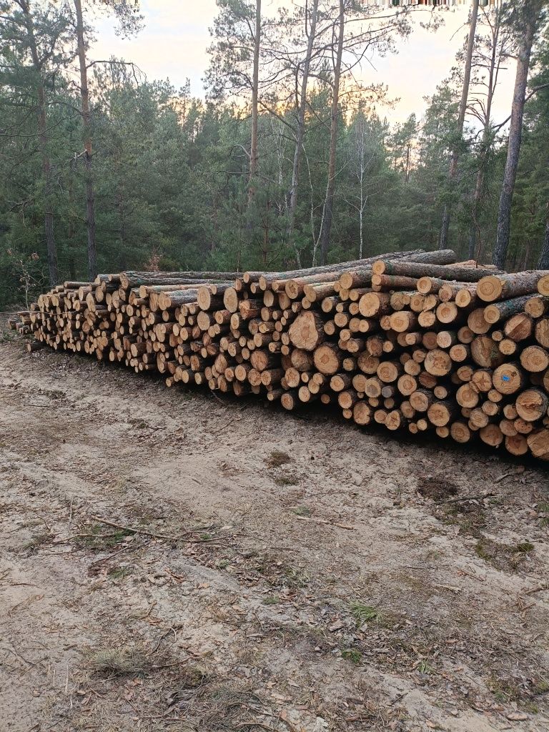 Papierówka sosnowa S2A 2.55m