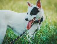 Tilly do adopcji!