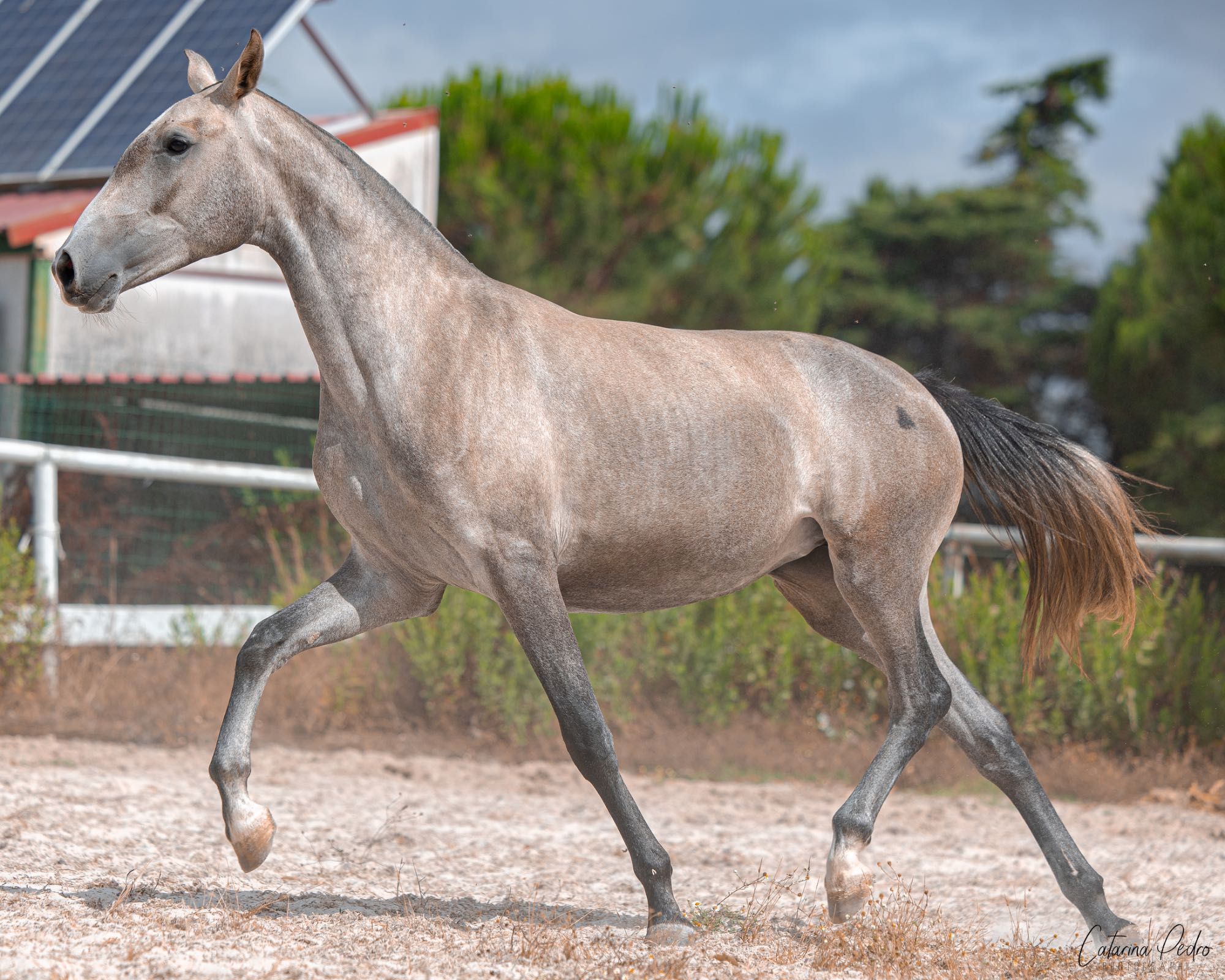Poldra Puro Sangue Lusitano (2 anos)