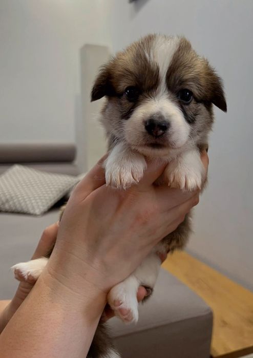 Welsh Corgi Pembroke suczka rudo biała długi ogonek ZKwP FCI