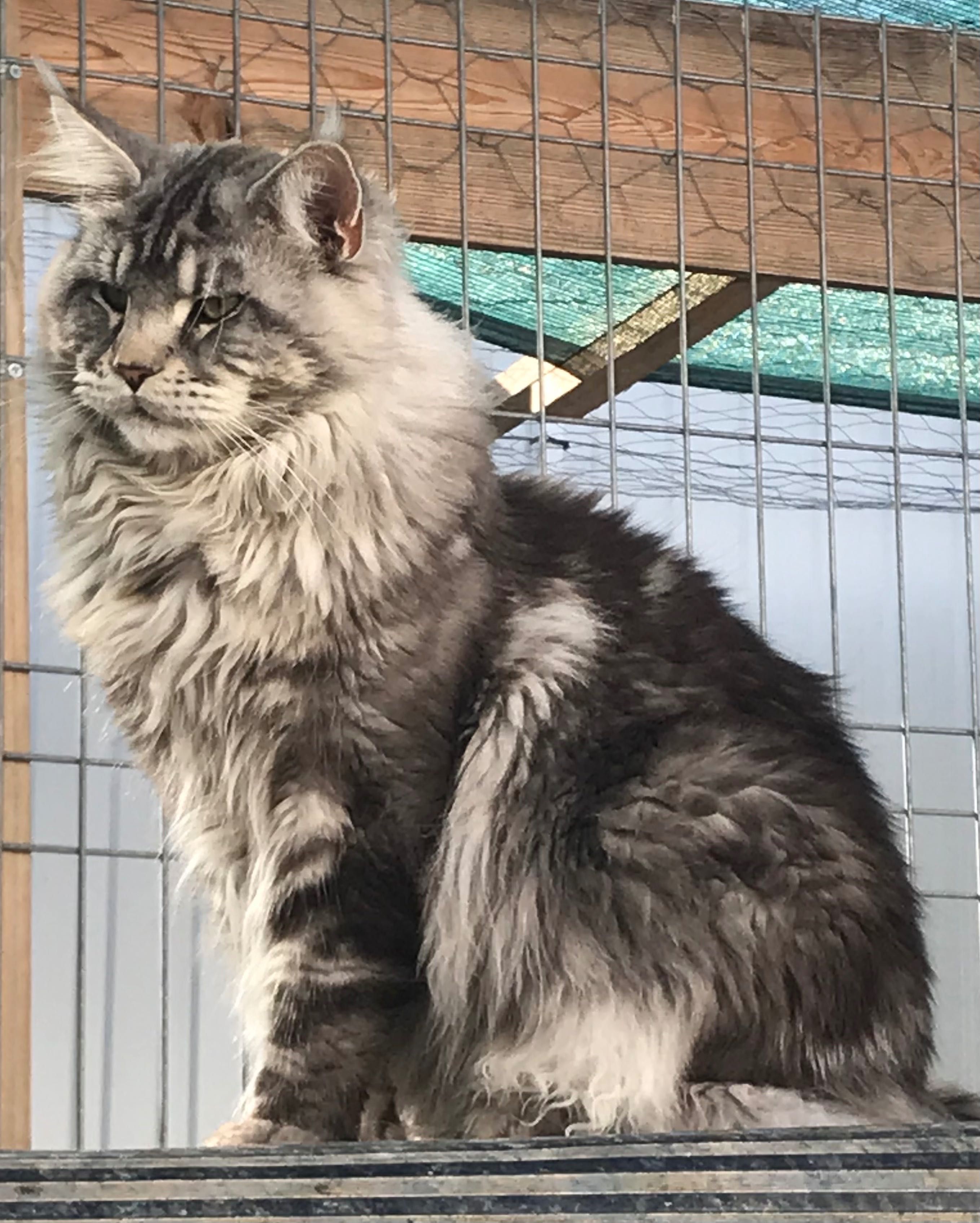 Maine Coon  -  XXL com LOP