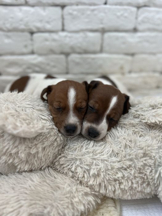 Числкровні красунчики джек рассел.