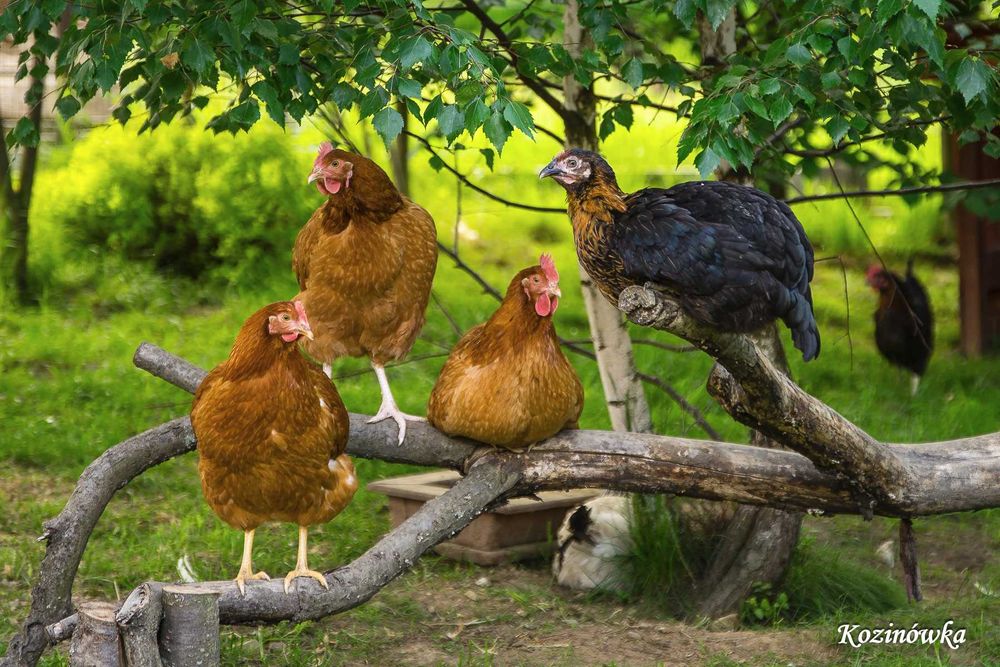 Kozinówka - Weekend listopadowy