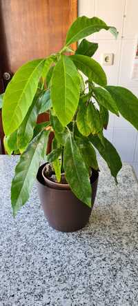 Avocateiro com várias plantas