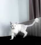 Kocurek Maine coon