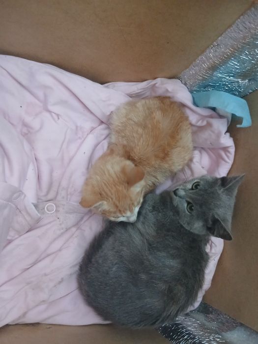 Прилаштовується кошенята