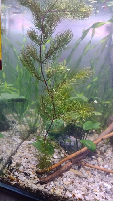 Красностебельный роголистник, Аквариум