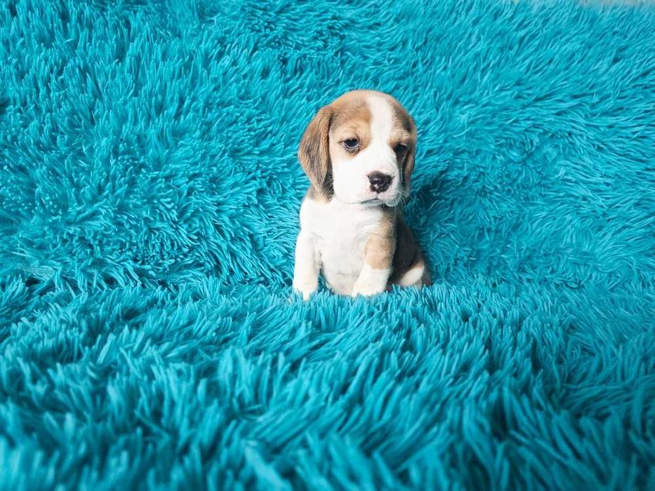 BEAGLE- szczeniak ZKwP , mniejszy w typie