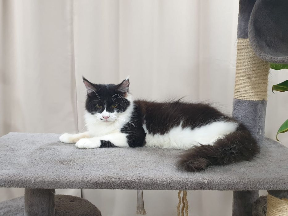 Maine coon fêmea com Lop