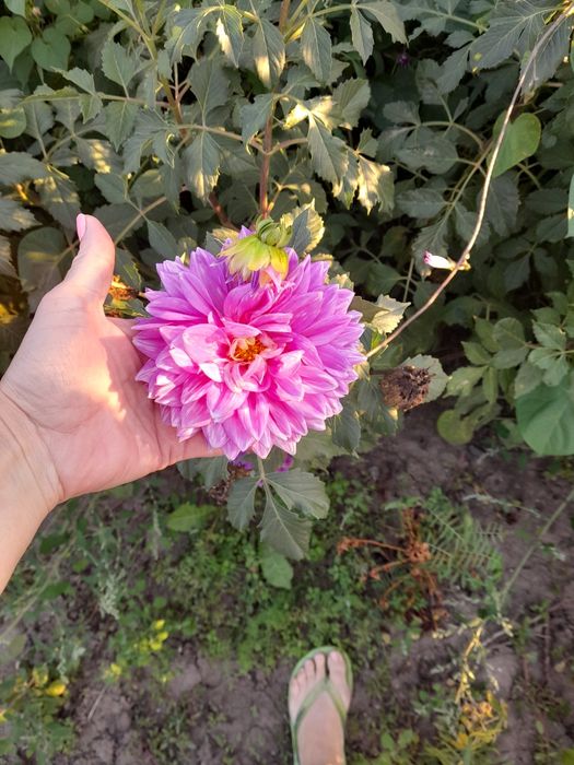 Продам клубні жоржини,  георгину