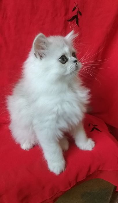 Серебристый котёнок девочка 2 месяца хайленд