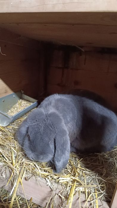 Samiec Francuski Baran Niebieski z rodowodem