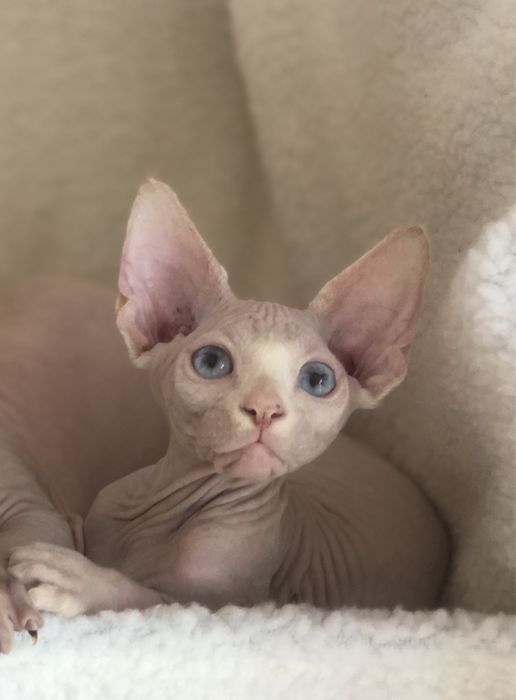 Котенок мальчик канадик