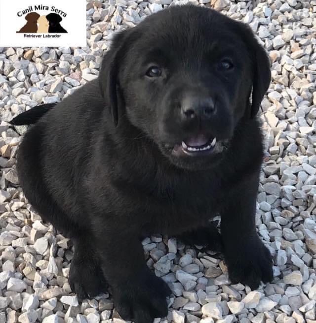 Labrador Preto Com Lop e Afixo