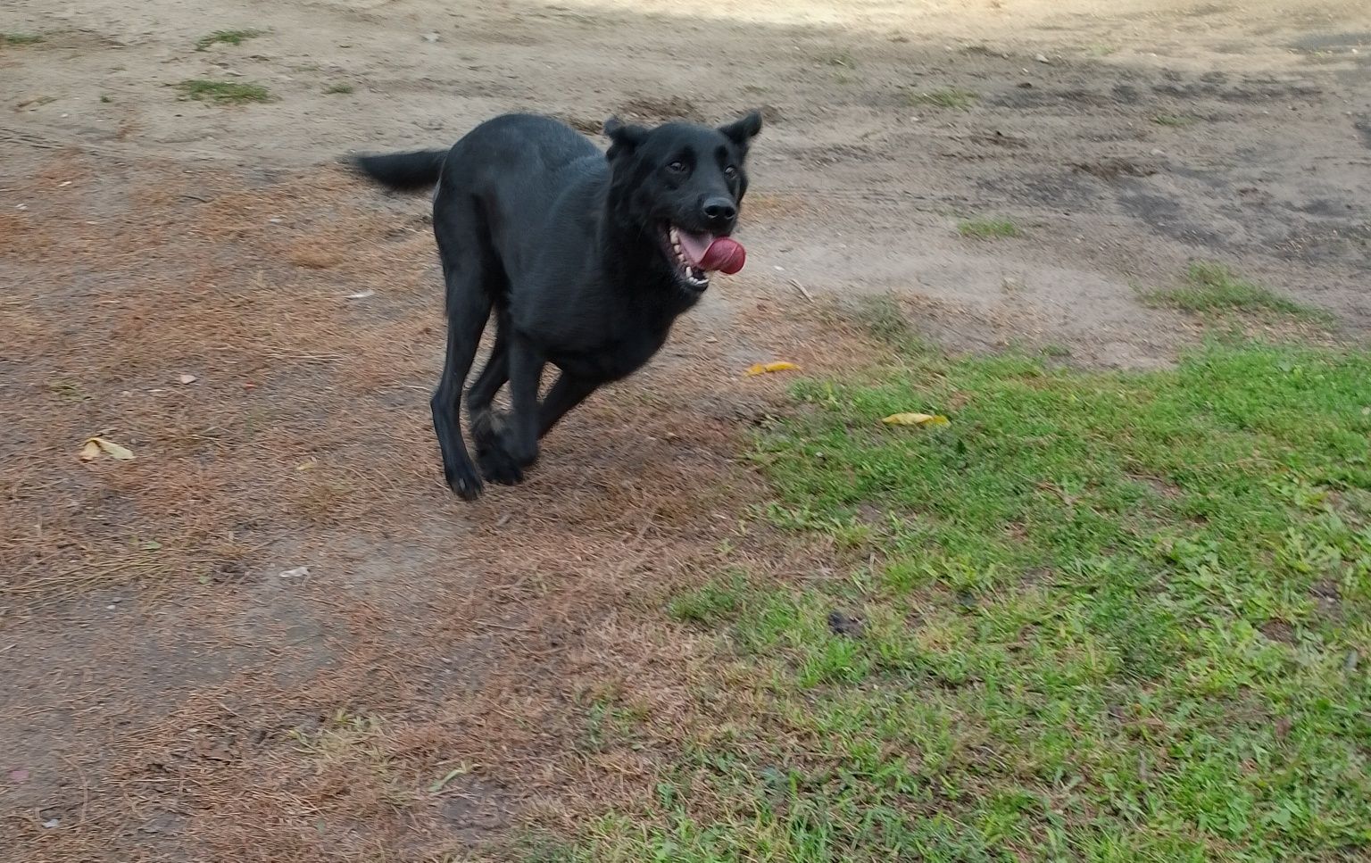 Za darmo Wilk labrador
