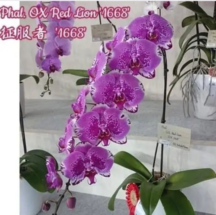 Орхідея OX Red Lion з квітоносом
