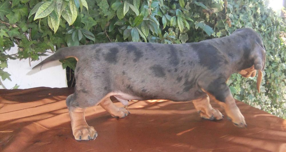 cachorro macho teckel miniatura