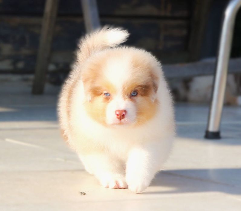 Owczarek australijski szczenięta