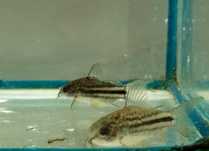 Kirys Habrosus -Tina Zoo Jasna Gliwice