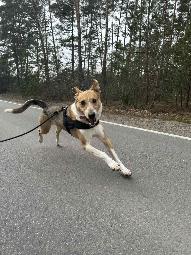 Pongo od bardzo dawna szuka swojego domu!