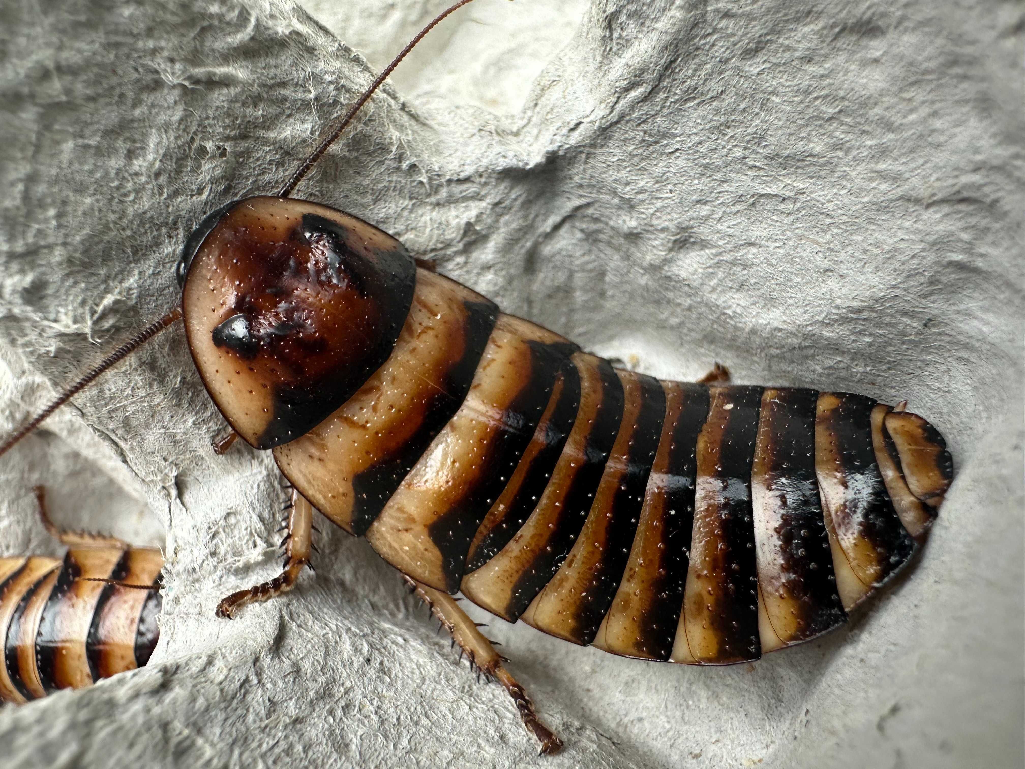 Elliptorhina javanica Karaczan madagaskarski karmówka pająk agama