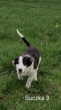 border collie ostatnia suczka